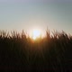 Silhouette of corn plants against golden sunset - VideoHive Item for Sale