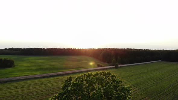 Drone Flight Go Up High Under the Huge Oak Tree, Against the Sun, on Sunset, Sun Beams, Aerial Shot