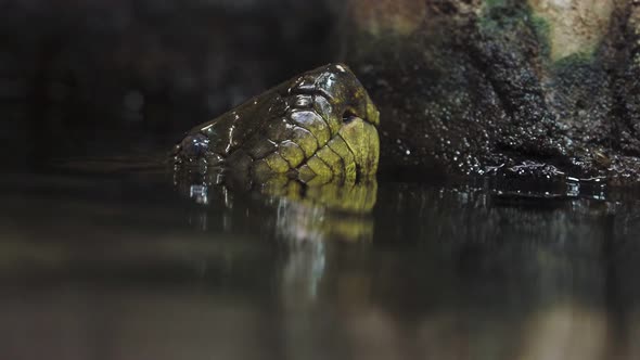 Head of green anaconda (Eunectes murinus)