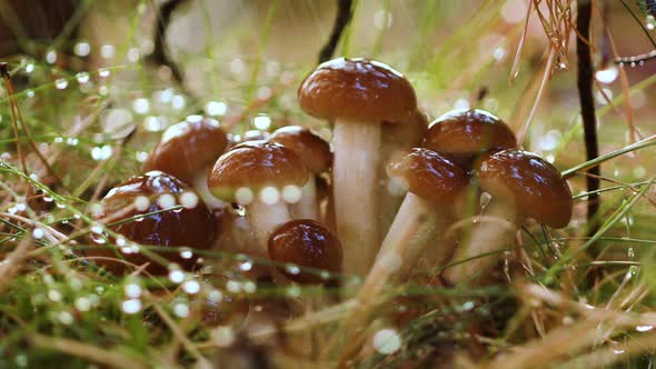 Armillaria Mushrooms of Honey Agaric In a Sunny Forest in the Rain alt