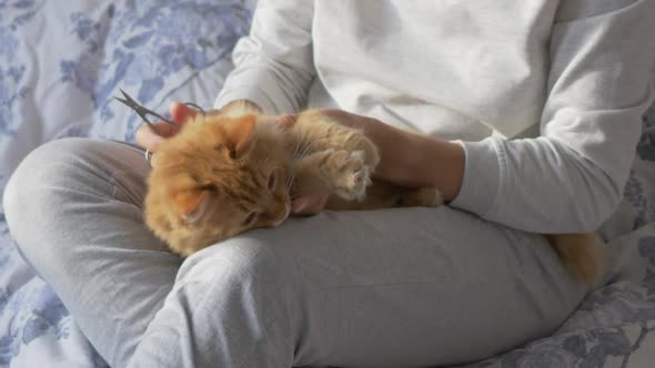 Woman Sits in Bed and Cuts the Claws of Cute Ginger Cat Scissors. Fluffy Pet Resists. Morning alt