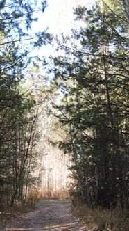 Vertical Video of Trees in the Forest Slow Motion alt