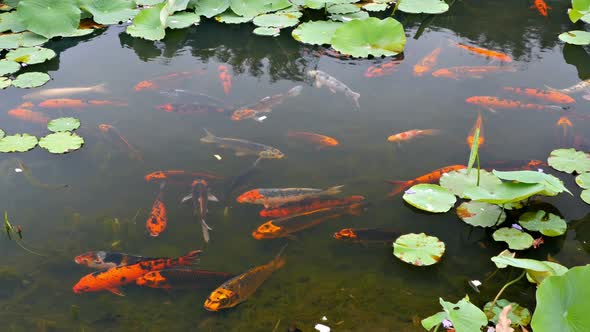 Koi Fish Pond