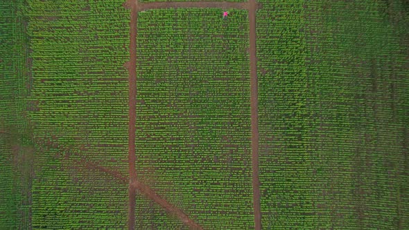 4K Top view on agriculture field with blooming sunflowers alt