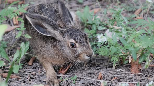 Wild Hare is Sitting in the Bushes Closeup Gray Rabbit Sit Down in the Forest alt