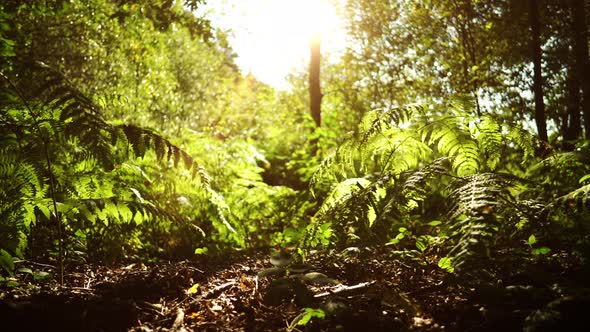 Moving over a forest floor at sunrise