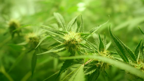 Cinematic shot of marijuana cannabis weed plants growing farm. Shot in 4K alt