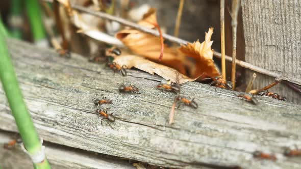 Anthill on a Nice Sunny Day. Forest Ants Work in an Anthill. Selective Focus alt