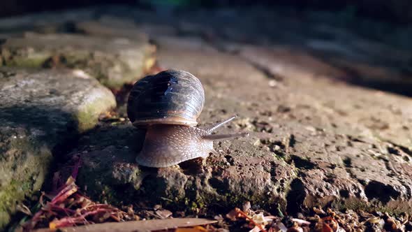 Close up of a snail on a paving stone outside in the late afternoon alt