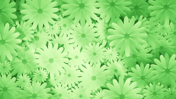 Spinning Chamomiles Green Background