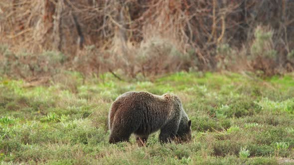 Brown Bear or Ursa Bear One of the Largest Land Mammal Predators Yellowstone USA alt