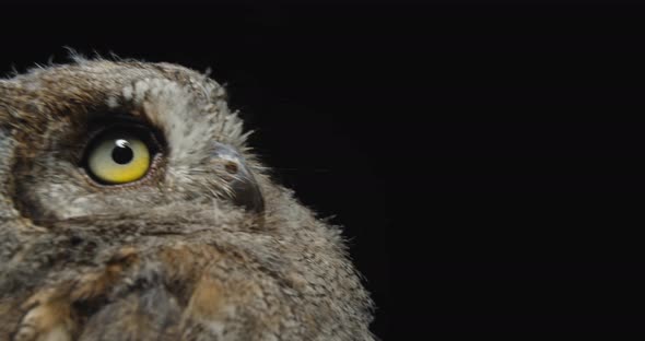 Wildlife, Gorgeous Young Owl with Big Eyes Is Looking Around,  alt