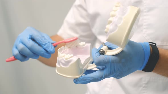The Dentist Demonstrates the Correct Technique of Brushing Teeth alt