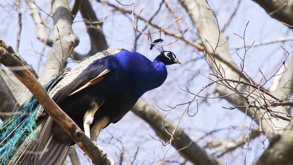 Peacock Sits on Old Bare Tree Branch Against Clear Sky
