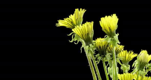 Time Lapse of Dandelion Opening Close Up View alt