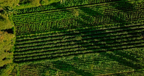 aerial view of the huge plantations that surround mount sindoro in the wonosobo region in central ja alt