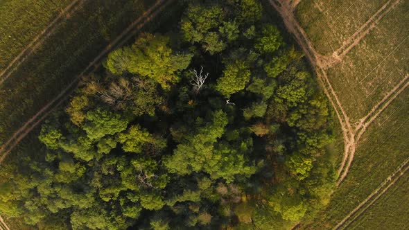 Green park forreest trees view from above  alt