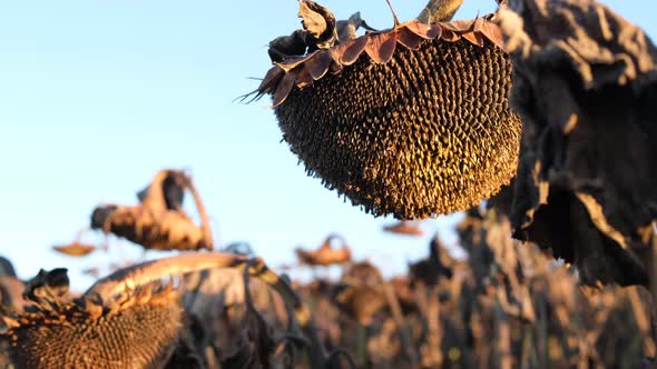 Background of Dry Ripe Sunflowers in the Field alt