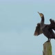 Cute and Funny Great Cormorant Drying His Wings After a Long Dive Under Water - VideoHive Item for Sale