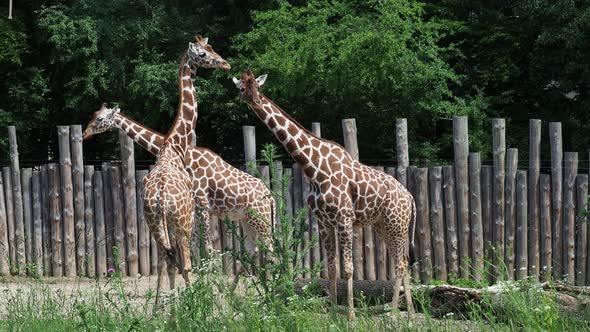 Three Somali giraffes or reticulated giraffes (Giraffa reticulata camelopardalis)