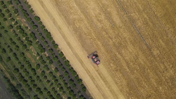 Combine Harvester Agricultural Machine Collecting Golden Ripe Wheat on the Field alt