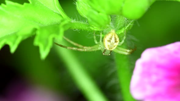Closeup footage of a crab spider (Thomisidae sp) getting hunting position in a geranium plant. alt