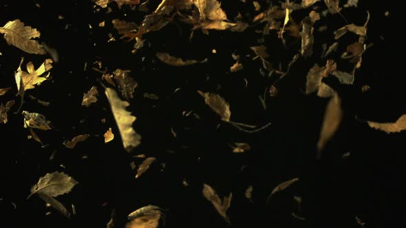 Dried leaves falling, Slow Motion alt