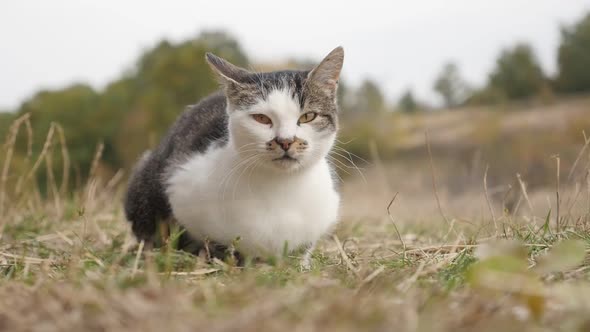 Gray and white domesticated  Felis catus  animal   resting in the field slow motion 1080p HD footage alt
