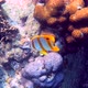 Copperband Butterflyfish or Chelmon Rostratus Fish with Long Nose in Andaman Sea Thailand - VideoHive Item for Sale
