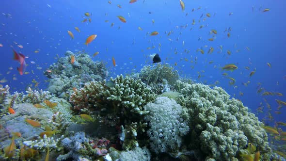 Coral Reef Scene alt