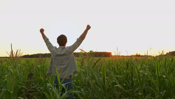 Farmer in a Corn Field Raises His Hands Up His Head Raised to the Sky Enjoying His Success alt