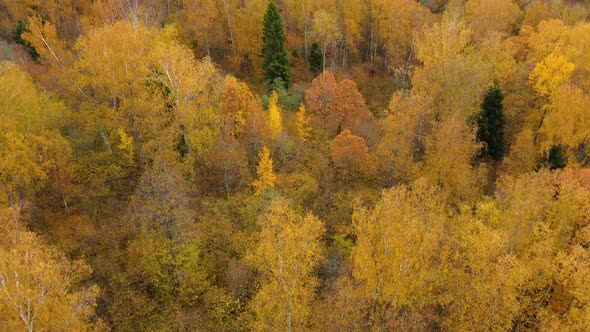 Yellow Crown of Trees in a Beautiful Forest in Autumn. Indian summer.Deciduous Forest, Top View alt