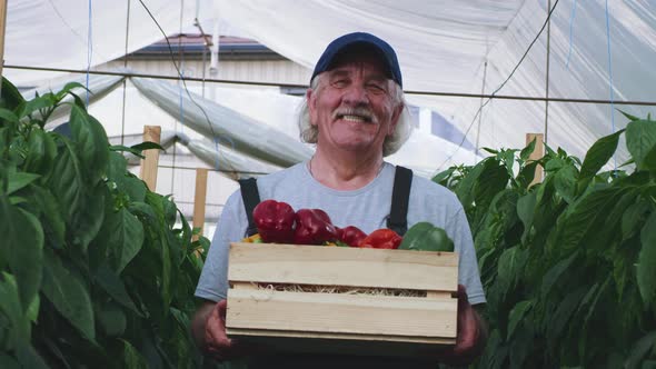 Delighted Elderly Farmer with Crate of Peppers alt