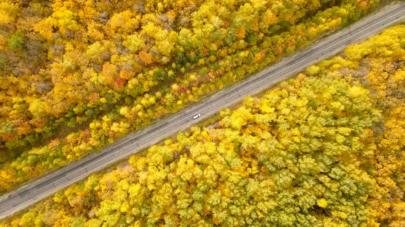 Autumn Nature Road