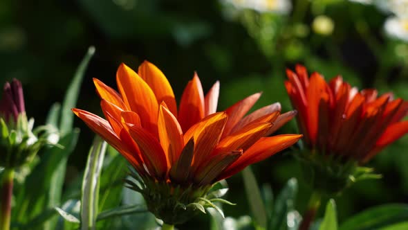 The Flower Opens in the Morning in the Garden at the First Rays of the Sun alt