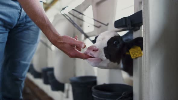 Calf Chewing Worker Hand Standing in Cowshed Stall for Newborn Animals Closeup alt