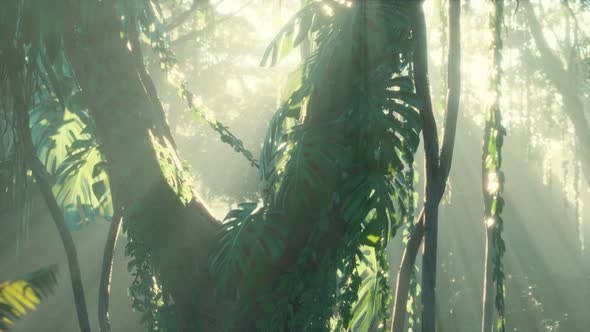 Deep Tropical Jungle Rainforest in Fog alt