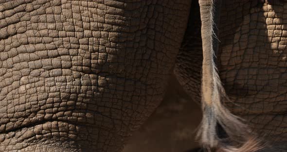 The white rhinoceros or square-lipped rhinoceros, (Ceratotherium simum) alt