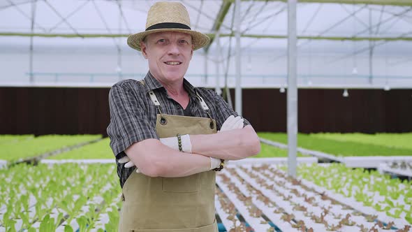 Caucasian male business owner observes about growing organic arugula on hydroponics farm