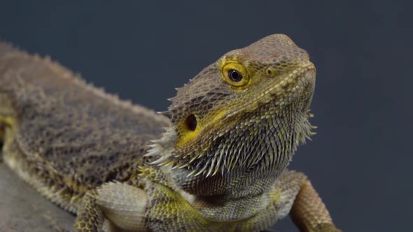Lizards Bearded Agama or Pogona Vitticeps on Wooden Snag at Black Background. Close Up alt