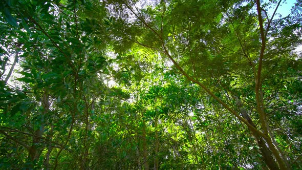 Nature tree pan shot in the forest. alt