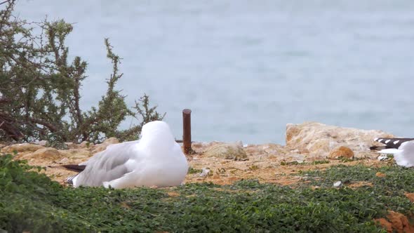 Panning shot Seagulls Resting on a Cliff Ocean as Background Portimão alt