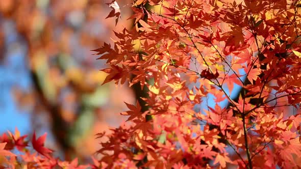 Autumn maple leaves on tree branches. alt