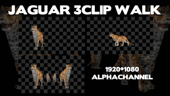 Jaguar 3 Clip Walk Pack