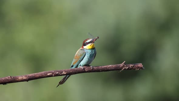 European bee-eater, Merops apiaster. A bird sits on a beautiful old branch and holds a prey