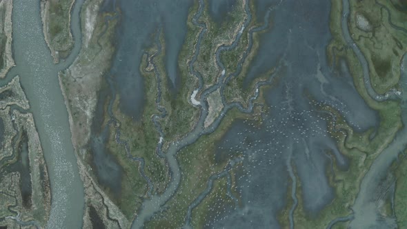 Aerial view of birds flock over Scheldt river , The Netherlands. alt