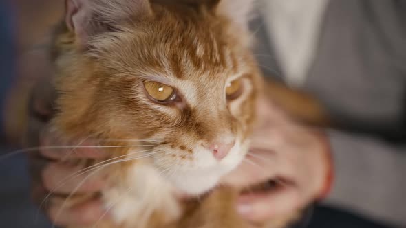 Eye Macro Male Hands Petting and Tickling Large Maine Coon Cat alt