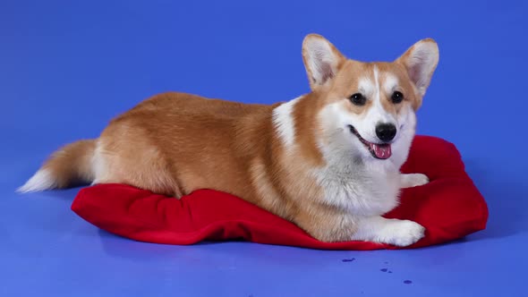 Welsh Corgi Pembroke Lies on a Red Pillow in the Studio on a Blue Background alt
