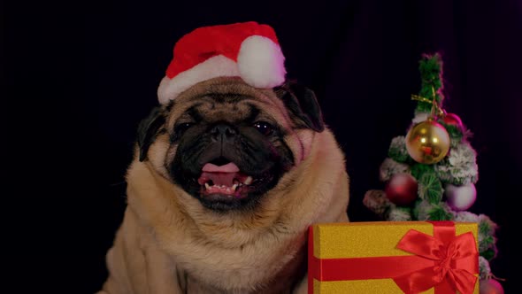 Pug Dog in a Hat Like Santa Claus alt