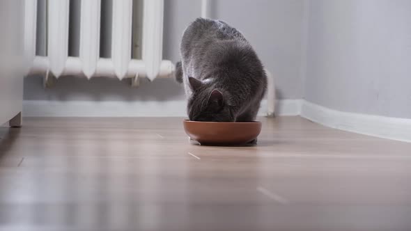 A Hungry Gray Cat Walks Around Bowl and Waits for Food